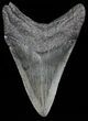 Serrated, Lower Megalodon Tooth - Georgia #55685-2